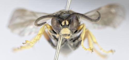 Réf. 353 850 : Gorytes albidulus