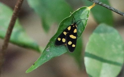 Dubianaclia contigua