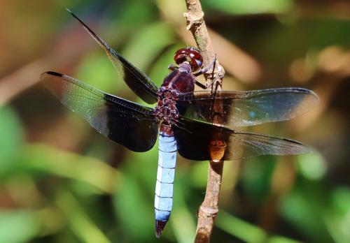 Thermorthemis madagascariensis