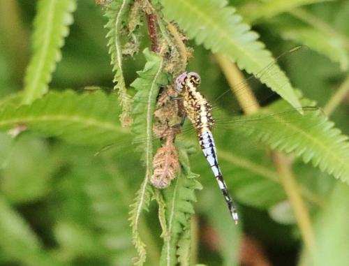 Acisoma attenboroughi