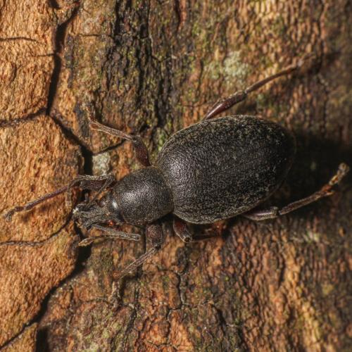 Otiorhynchus sellae vesulianus
