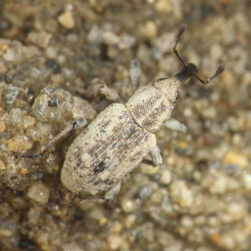 Réf. 353 189 : Bagous sp.