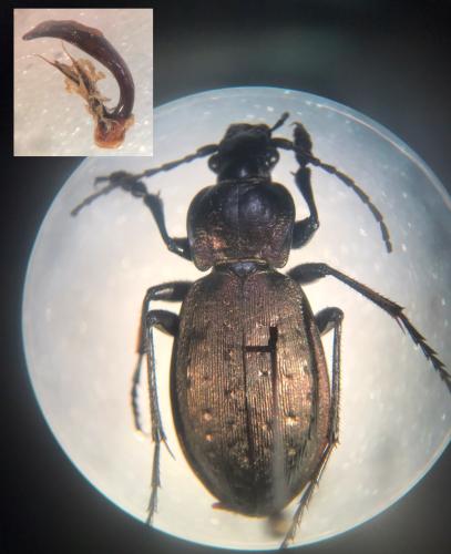 Réf. 353 841 : Carabus baudii