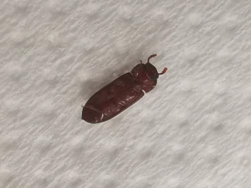 Tribolium sp.