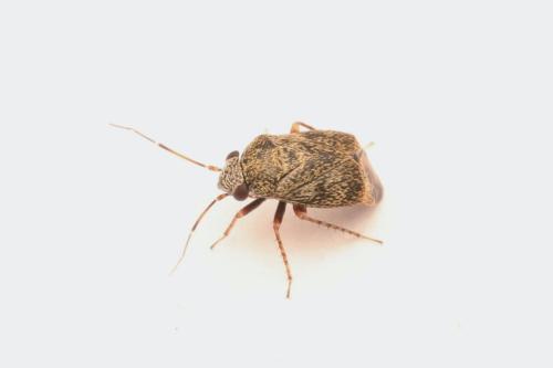 Réf. 353 290 : Hypseloecus visci