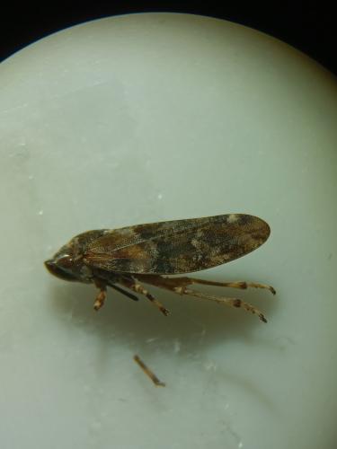 Aphrophora corticea