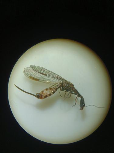 Puncha ratzeburgi