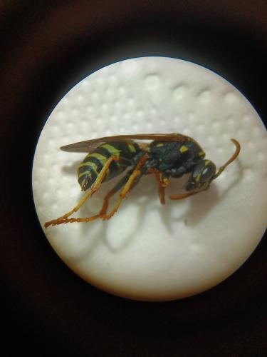 Réf. 353 543 : Polistes nimpha