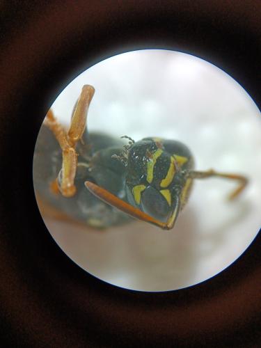 Réf. 353 556 : Polistes nimpha