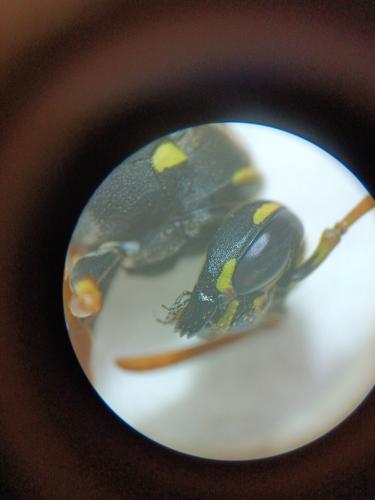 Réf. 353 544 : Polistes nimpha
