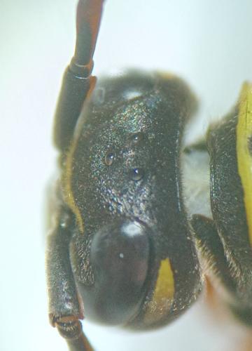 Réf. 353 659 : Polistes nimpha