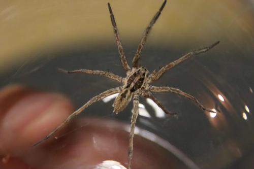Hogna radiata