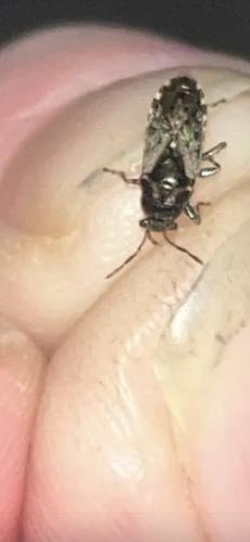 Réf. 353 839 : Heterogaster urticae