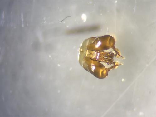 Seladonia vestita