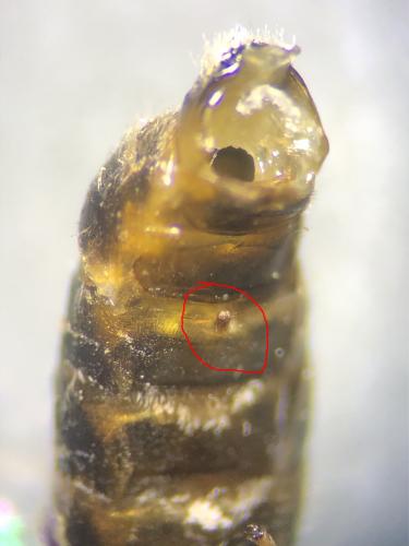 Seladonia vestita