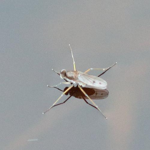 Hydrophorus bipunctatus