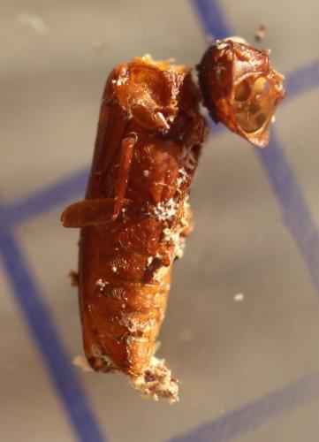 Phloiotrya tenuis