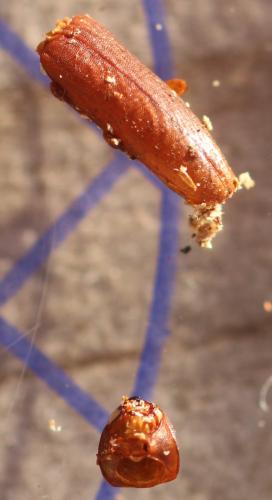 Phloiotrya tenuis