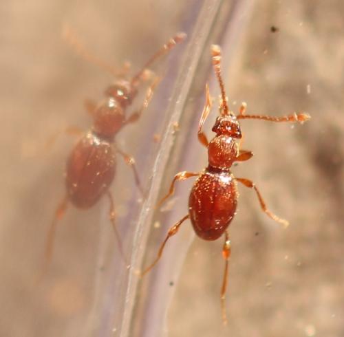 Réf. 353 067 : Scydmaenus hellwigii