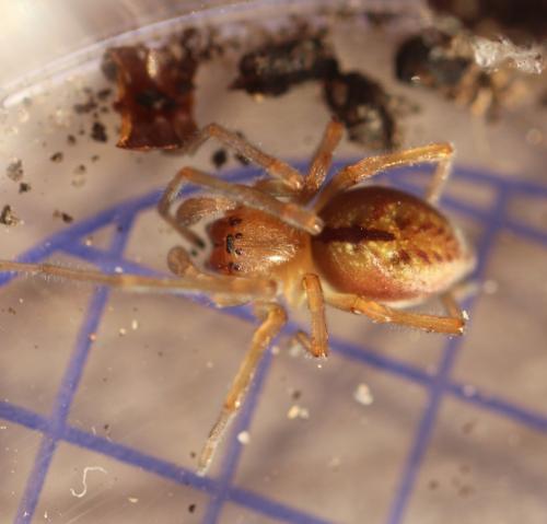Réf. 353 073 : Cheiracanthium sp.