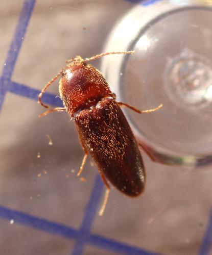 Brachygonus ruficeps