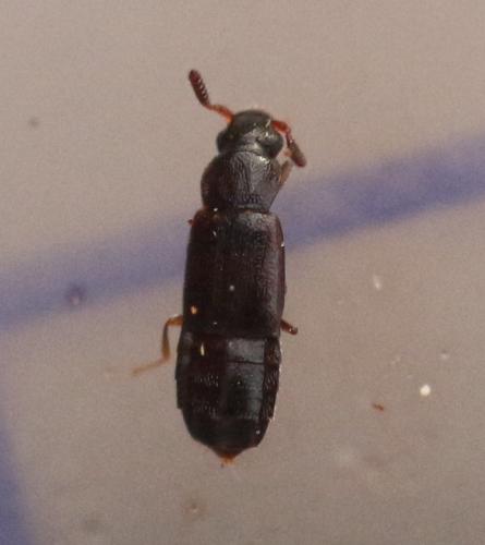 Omaliinae