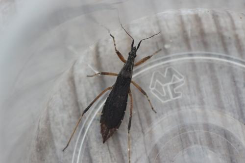 Réf. 353 153 : Pygolampis bidentata