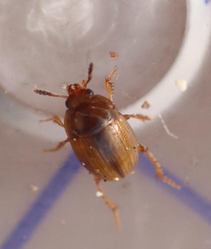 Réf. 353 460 : Leiodes sp.