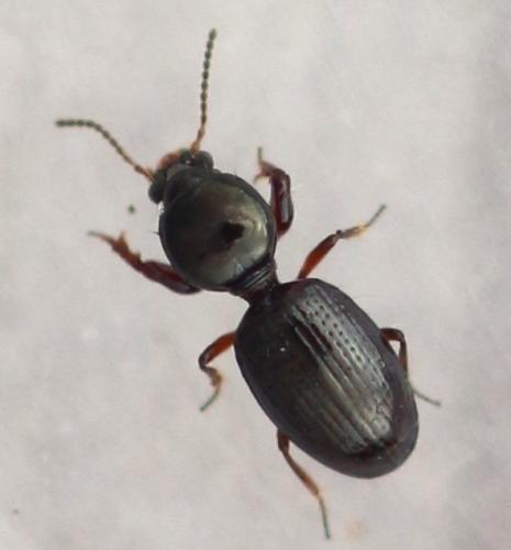 Dyschirius globosus