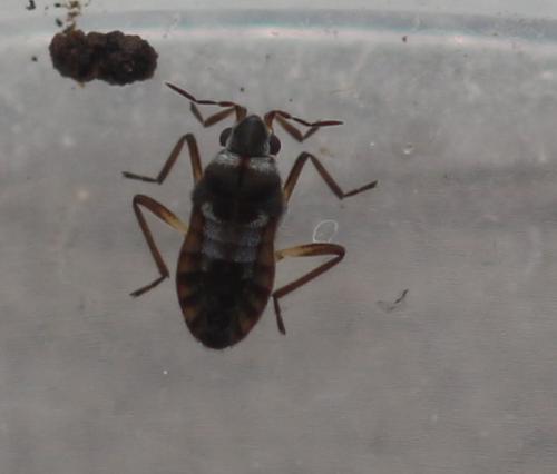 Réf. 353 827 : Microvelia pygmaea