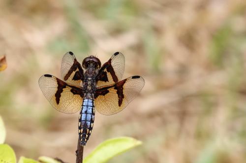 Palpopleura portia