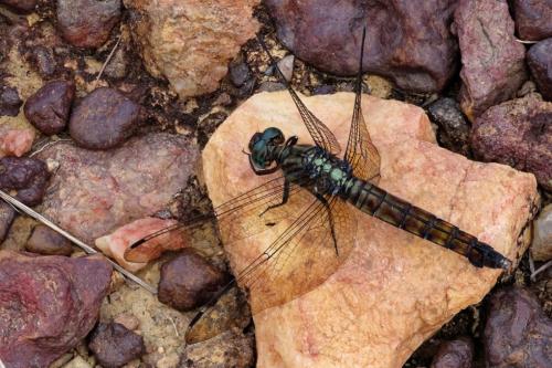 Hadrothemis sp.