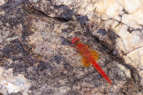 Réf. 353 818 : Crocothemis sp.