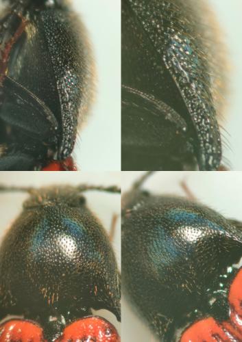 Réf. 353 809 : Ampedus quercicola