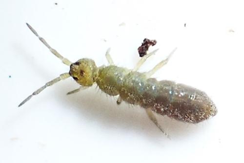 Isotoma viridis
