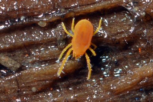 Réf. 353 606 : Labidostomma luteum