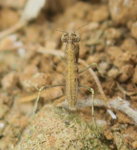 Réf. 353 836 : Geomantis larvoides
