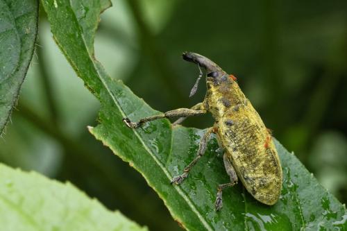 Réf. 353 936 : Lixus sp.