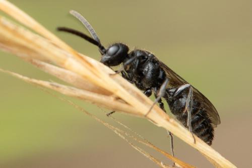 Paramyrmosa brunnipes