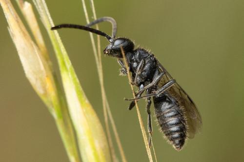 Paramyrmosa brunnipes