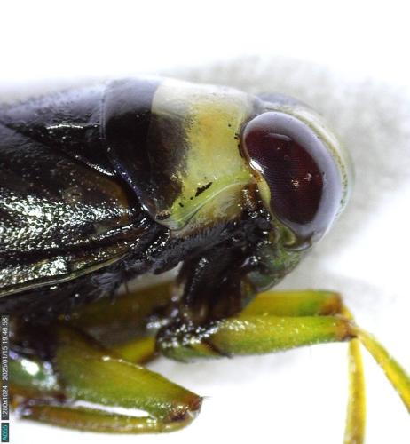 Réf. 353 677 : Notonecta viridis