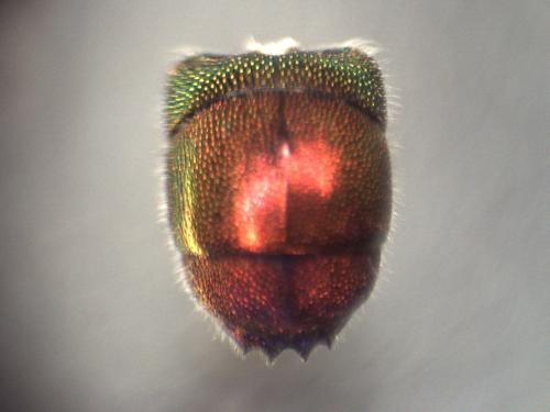 Réf. 353 336 : Chrysis inaequalis