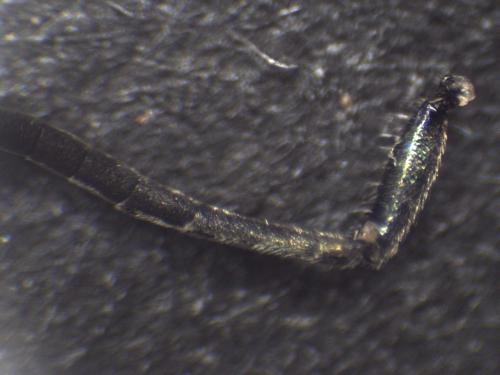 Réf. 353 338 : Chrysis inaequalis