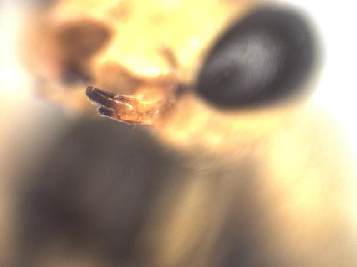 Eutanyacra crispatoria