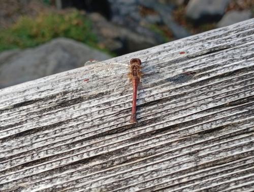 Sympetrum vicinum
