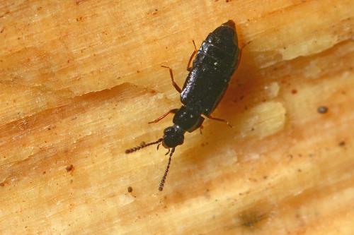 Réf. 353 268 : Omalium excavatum