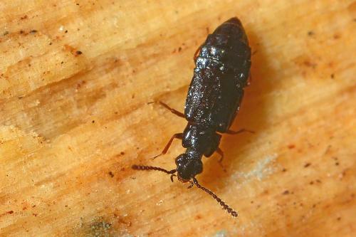 Omalium excavatum