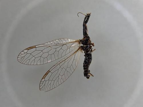 Réf. 353 389 : Raphidia ligurica