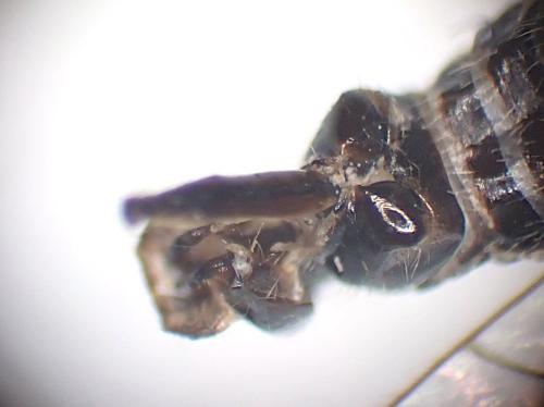 Raphidia ligurica