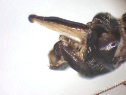 Réf. 353 391 : Raphidia ligurica